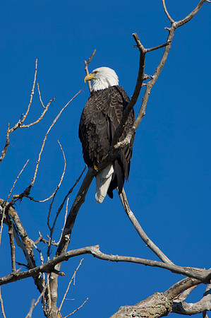 Bald Eagle07201172009