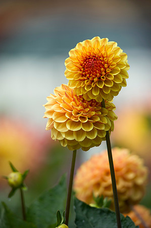 _D3S6756_0142