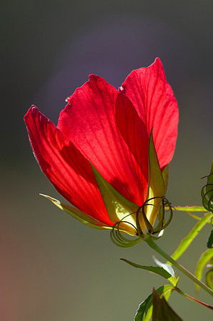 Flowers82TBX_7864_1
